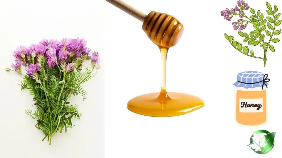 Astragalus Honey quality, format, and packaging should be matched to the buyer’s target application.